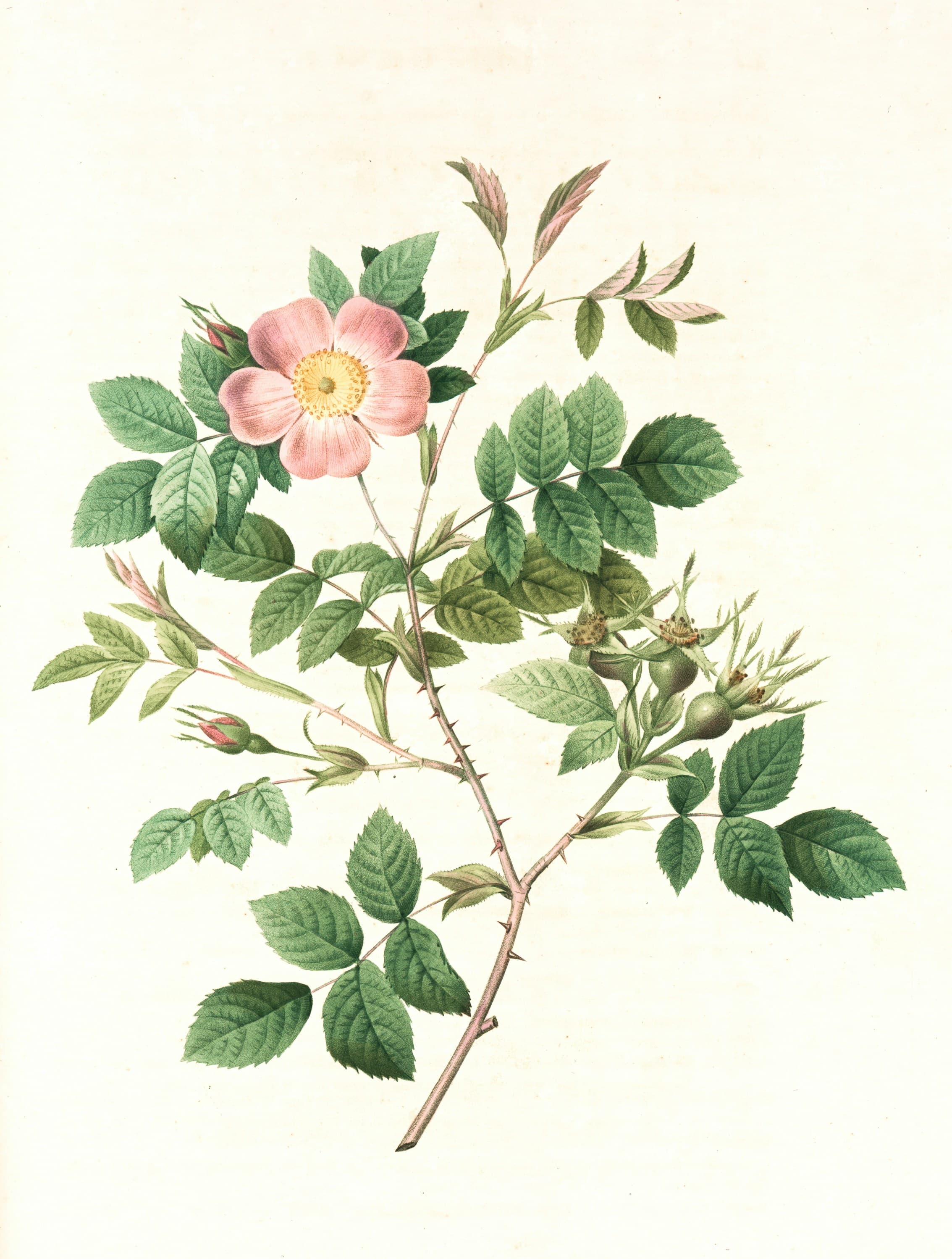 Ilustración botánica de una rosa como diseño flash